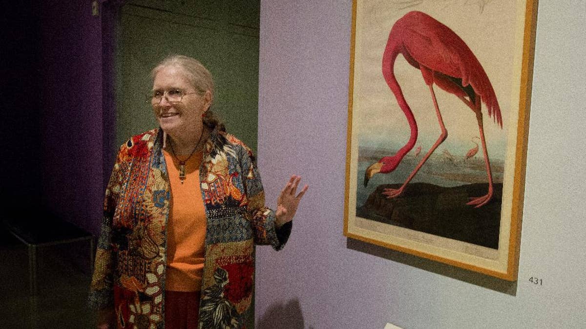 In this March 17, 2015 photo, Rebecca Smith, Head, Special Collections at HistoryMiami in Miami, discusses a flamingo painting displayed at the Audubon show. A new HistoryMiami exhibit shows every image printed for Audubon’s masterpiece, 