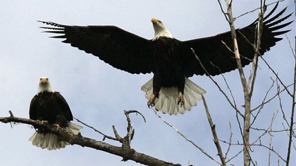 Bald eagles on the Fox River: Why they're gathering in the Fox Cities