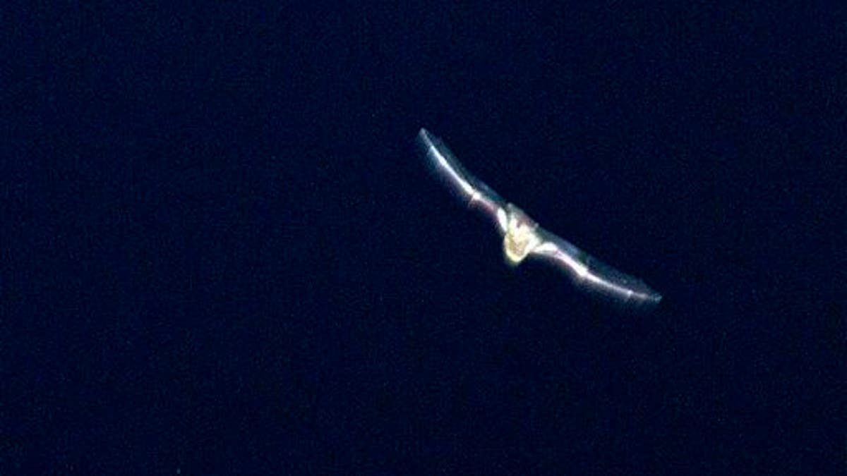 Citizen Scientist Rare Bat