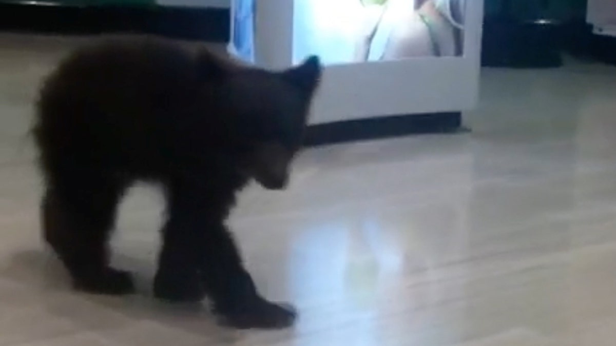 Bear Cub Store