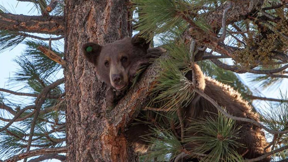 Black Bear Aversion Conditioning