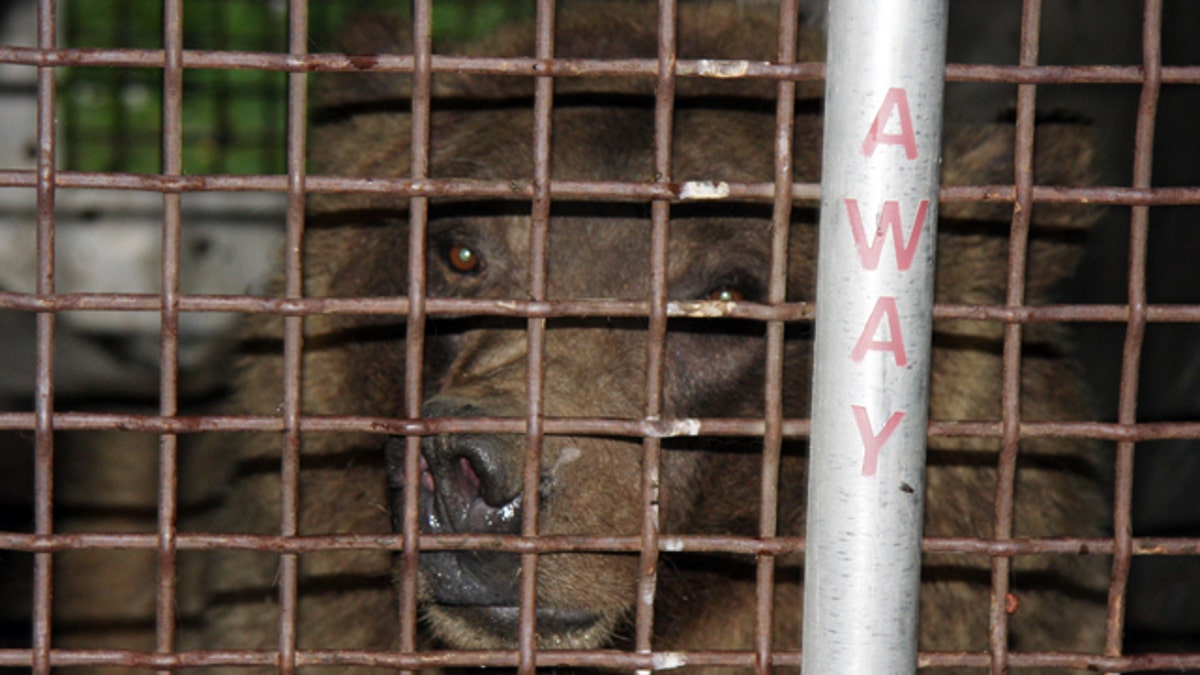 Bear Mauling Death