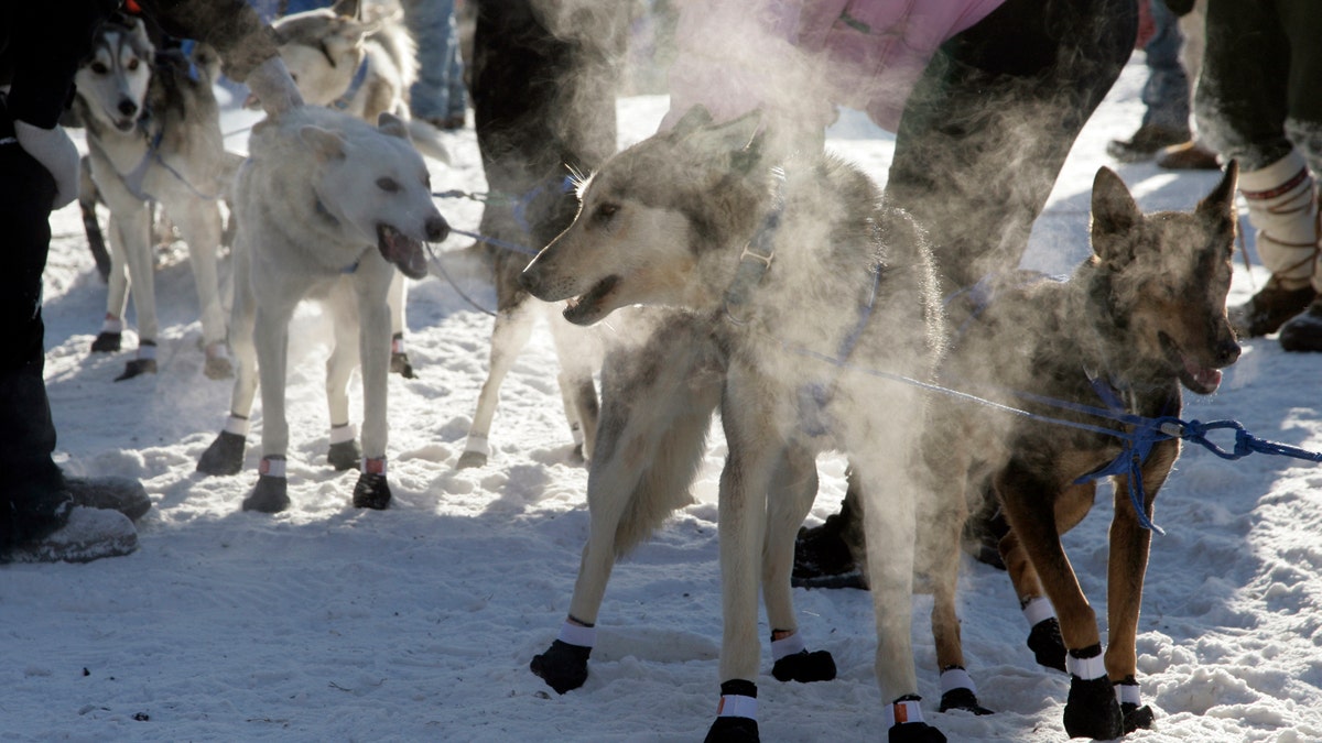 Beargrease Sled Dog Marathon