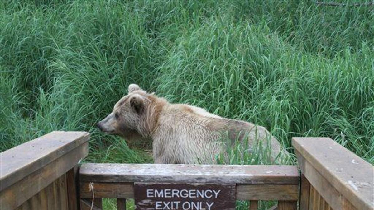 Travel Trip Alaska Katmai Bears