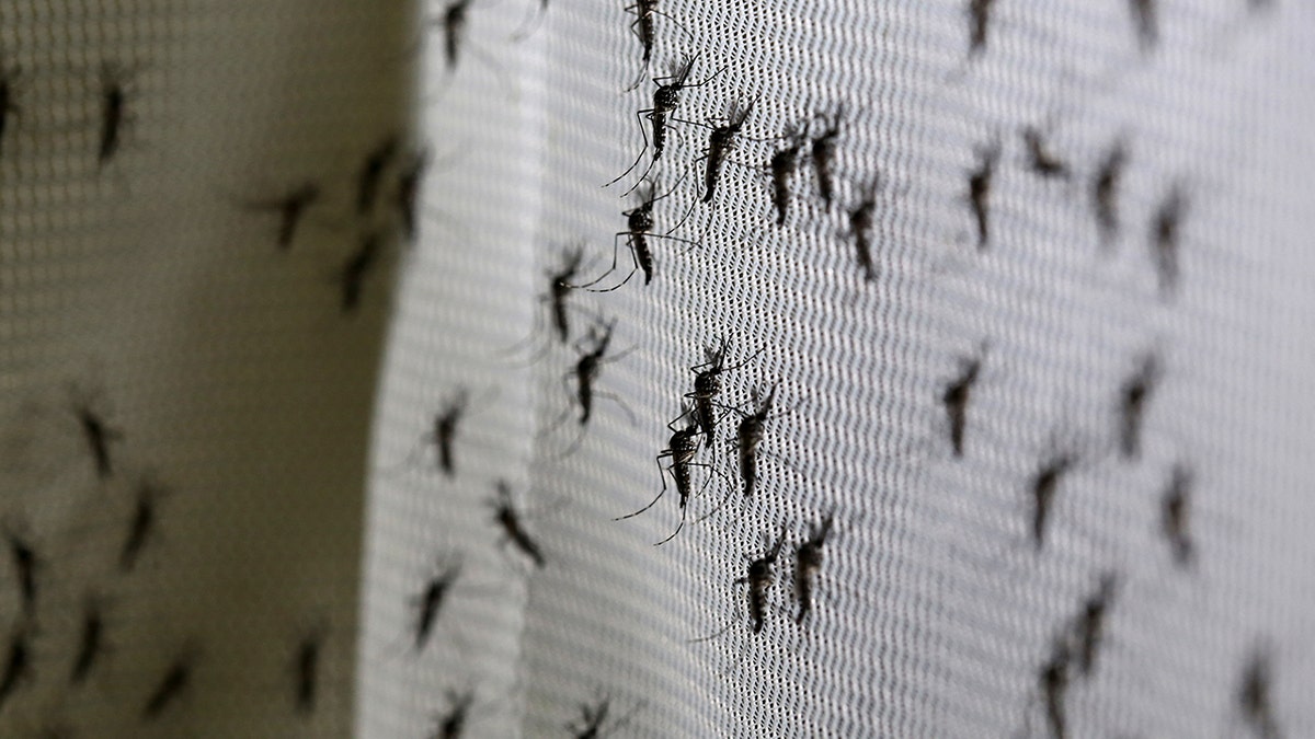 Bill Gates donates mosquitos