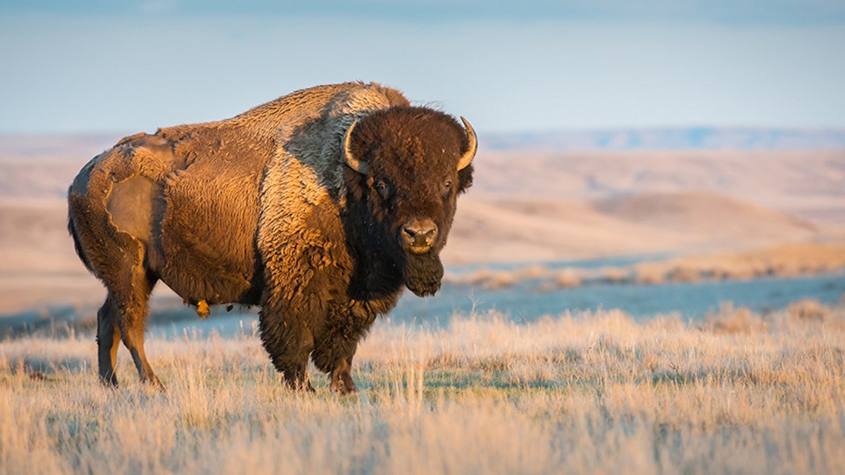 Yellowstone National Park bison gore woman