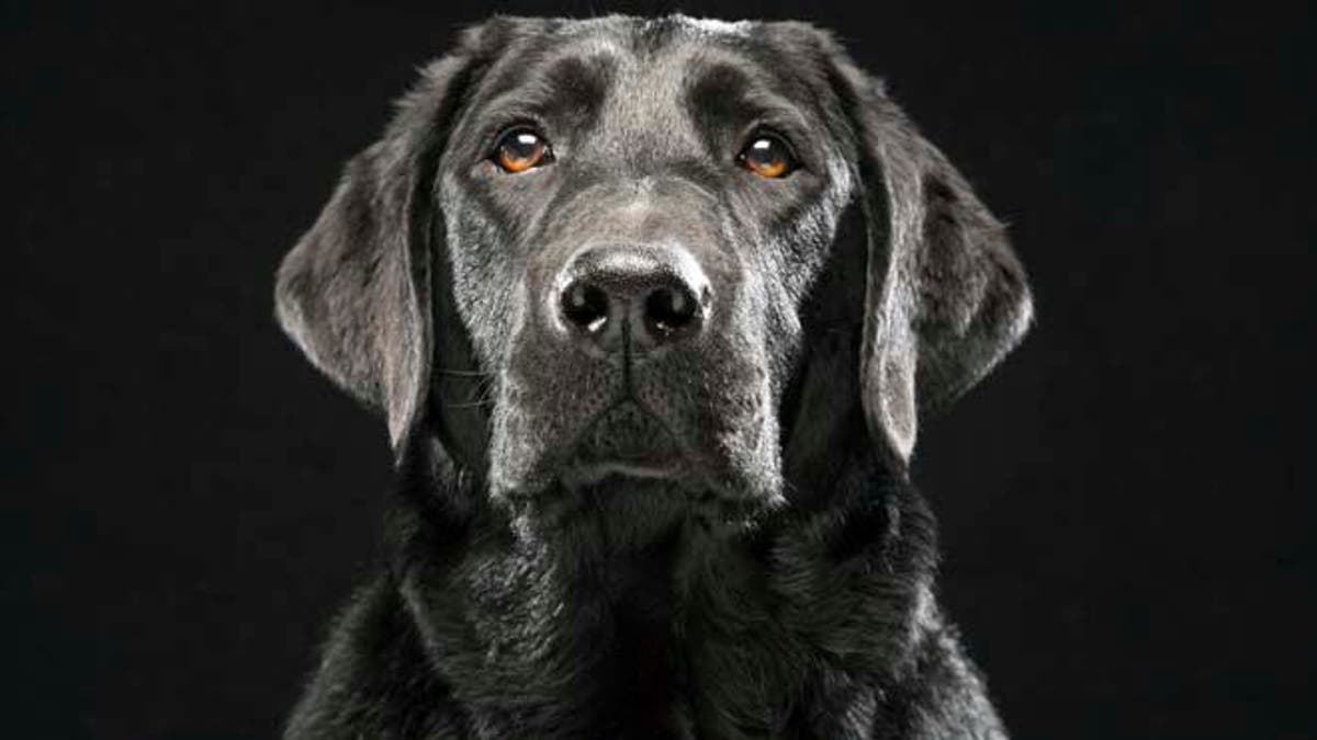 In this Oct. 2013 photo provided by Fred Levy, a black Labrador retriever named Denver poses in Levy's studio in Maynard, Mass.