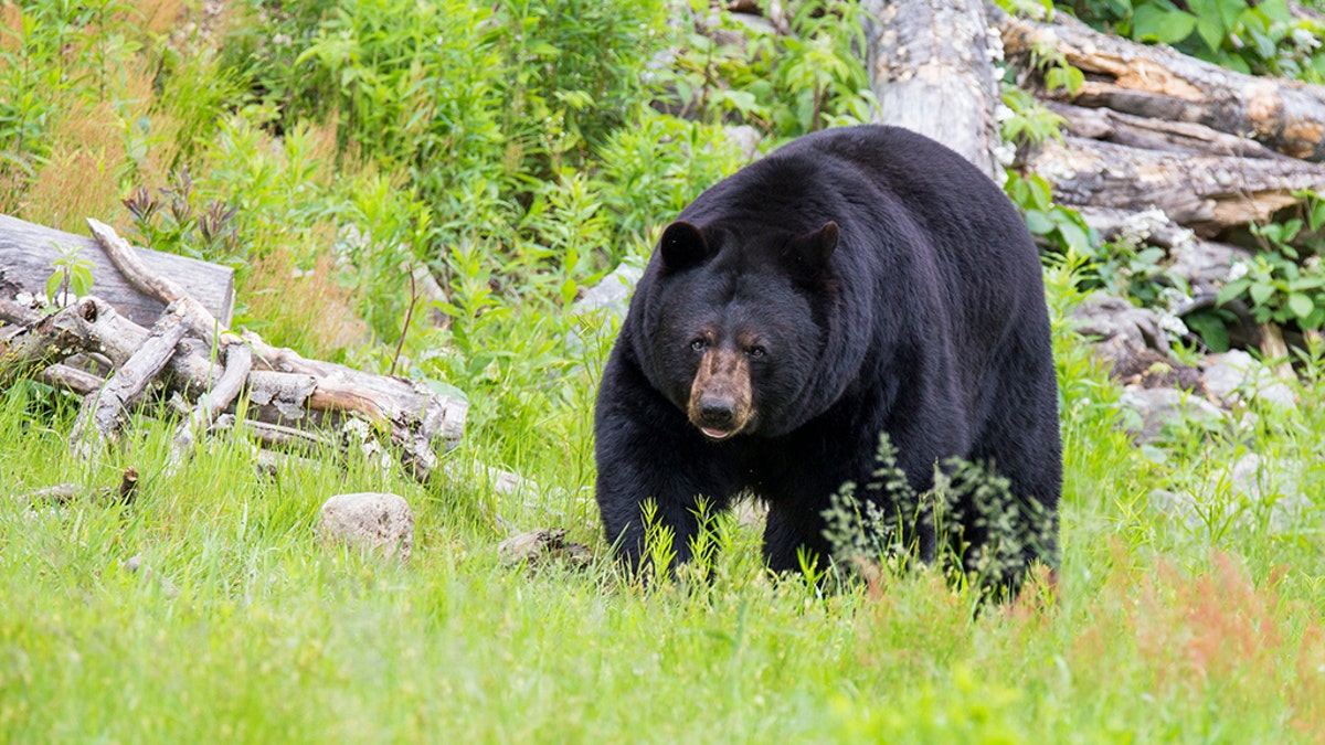 f3813d10-Black Bear iStock