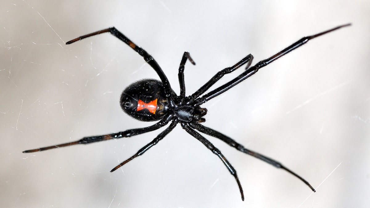 Black Widow Spider