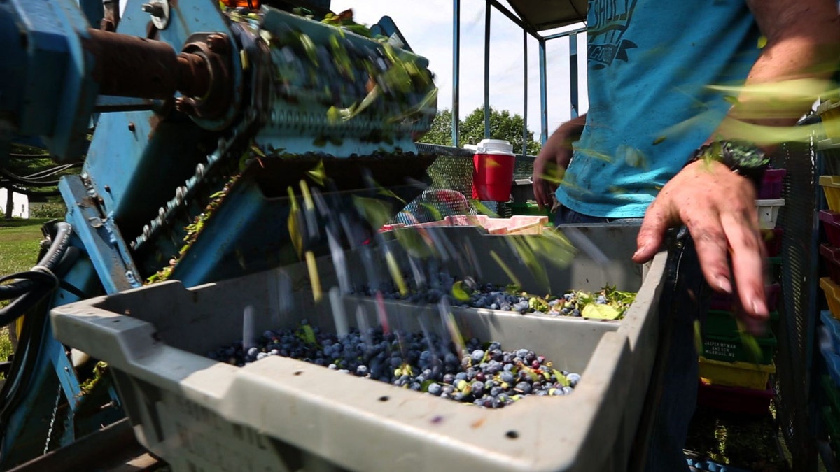 Blueberry Harvest