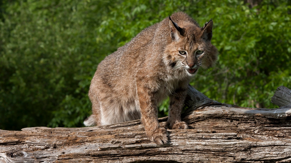 Adult bobcat watching prey from his spot on a log
