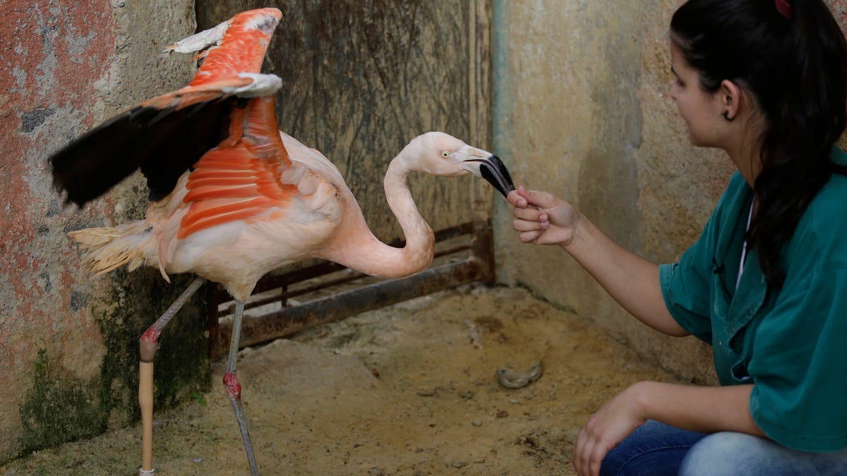 Brazil Artificial Leg Flamingo
