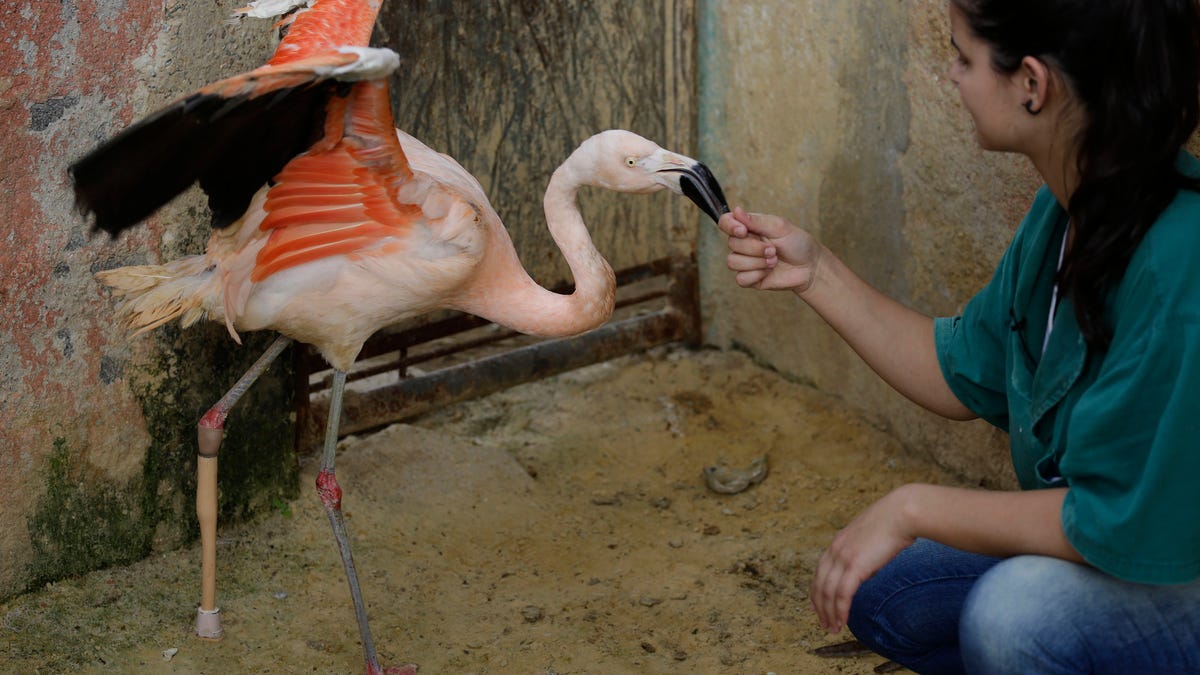 Brazil Artificial Leg Flamingo