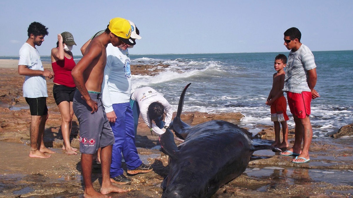 Brazil Beached Dolphins