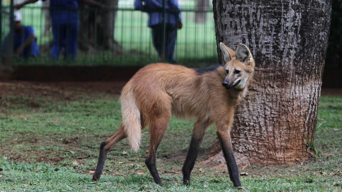 Brazil plans to clone declining wild animal species | Fox News