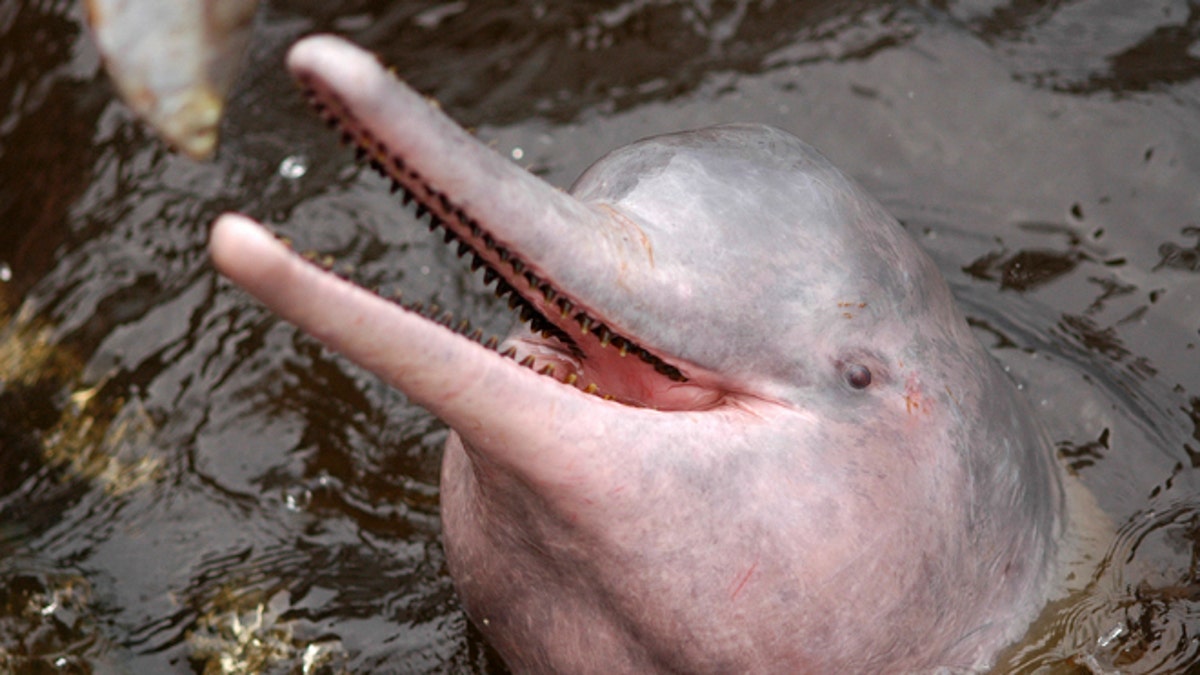 Brazil Saving the Pink Dolphin