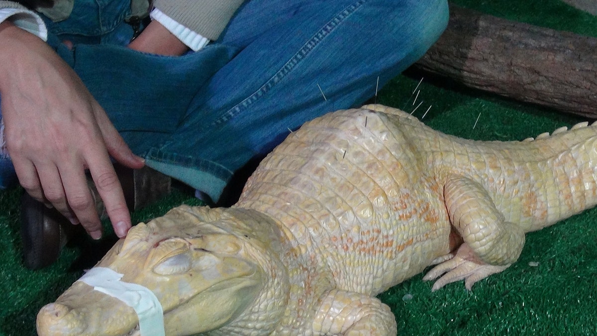 b887343c-APTOPIX Brazil Albino Alligator Acupuncture