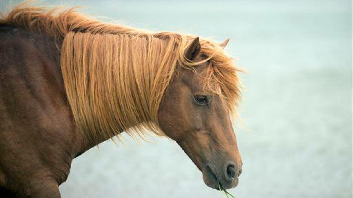 Assateague Horses