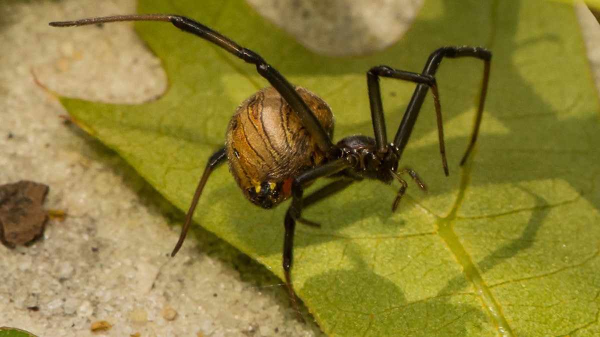 Brown Widow Spider