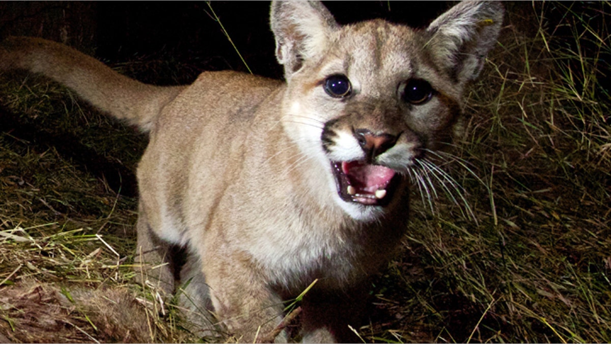 30e92129-California Mountain Lions