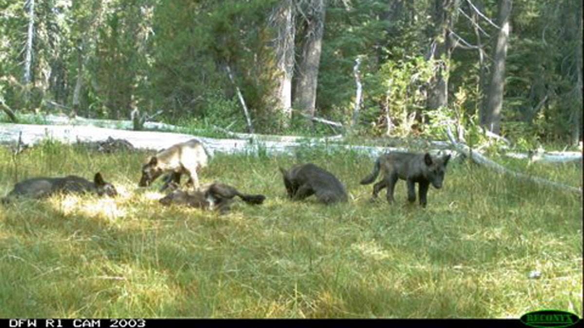 California Wolf Pack