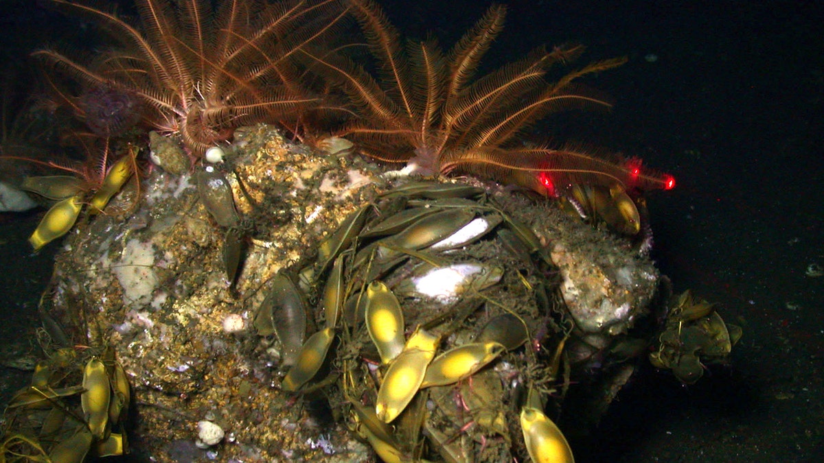 New California Coral