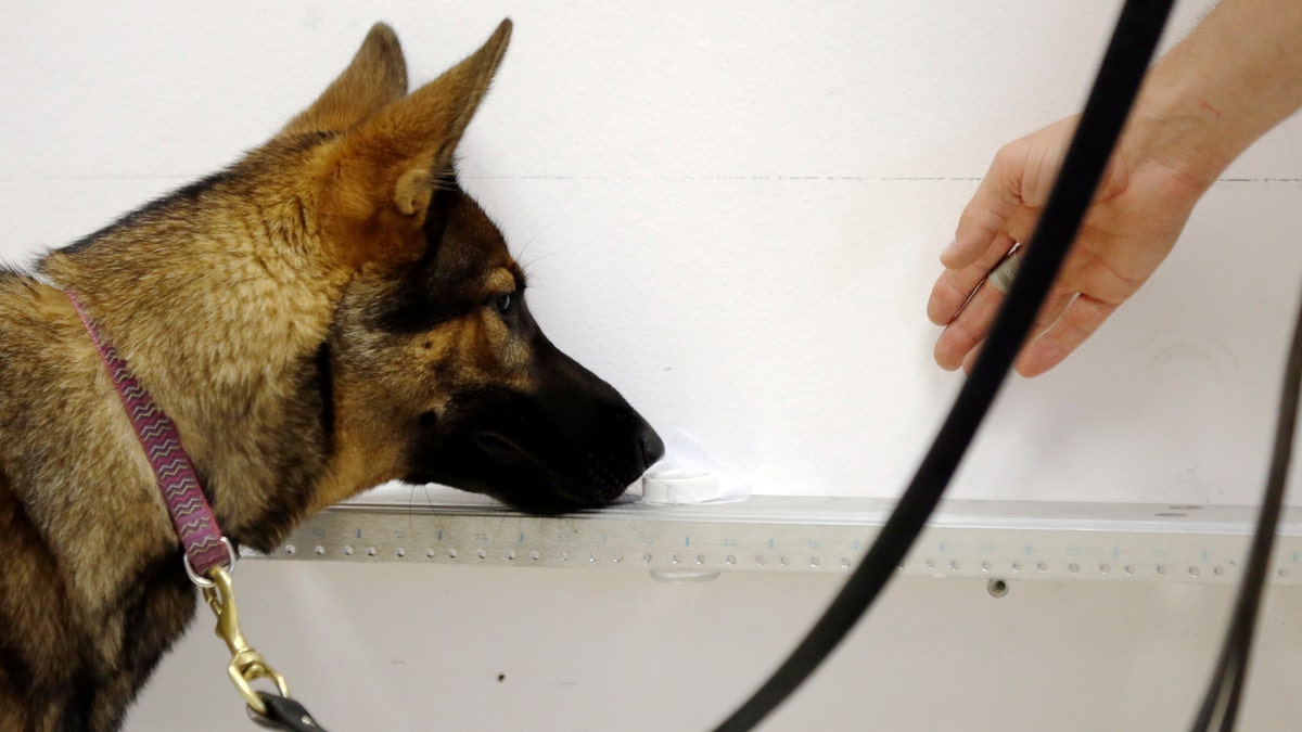 Cancer Sniffing Dogs