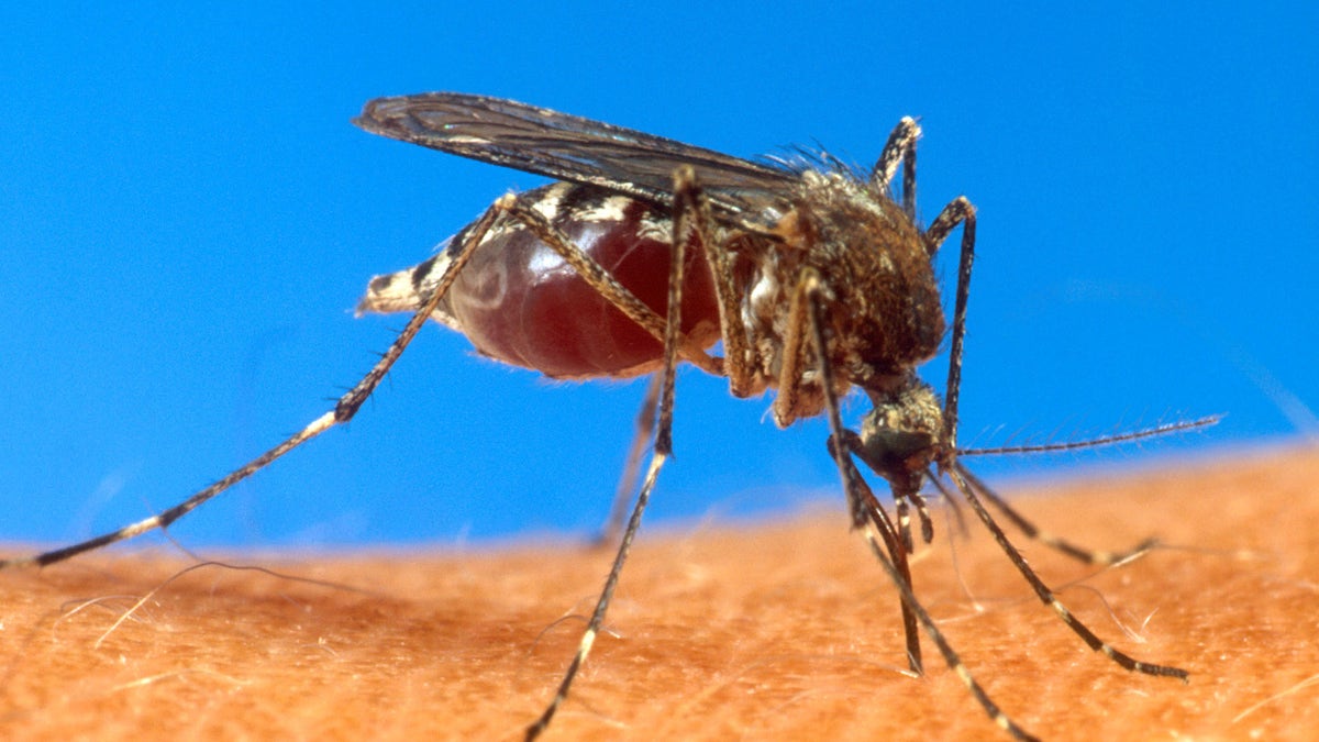 cbfd80e4-Caribbean Mosquito Virus