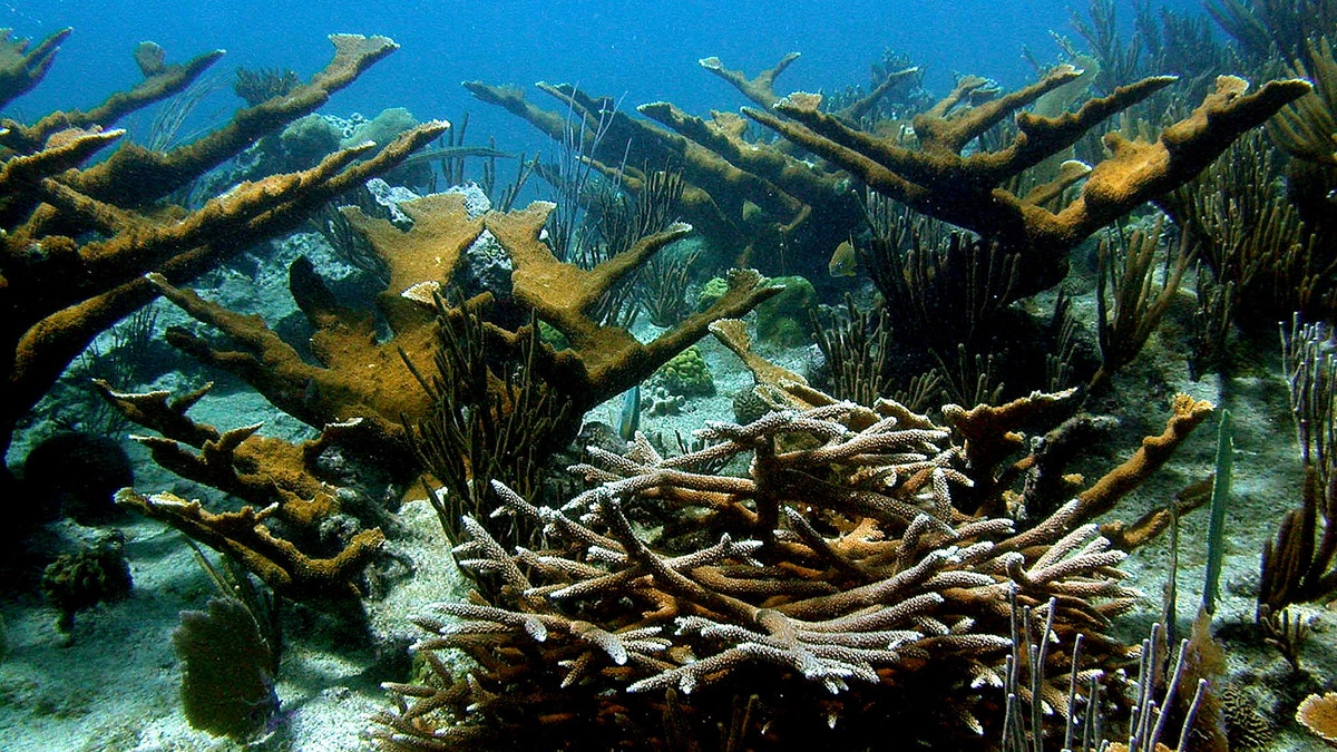 Caribbean Vanishing Coral