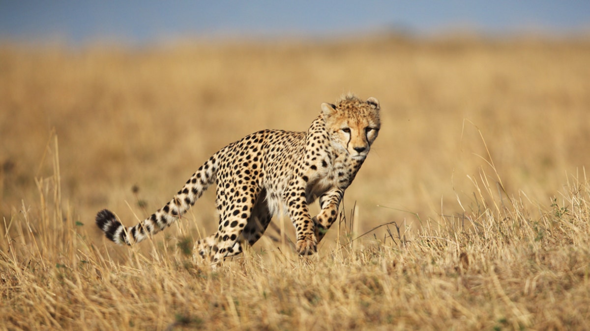 Cheetah_iStock