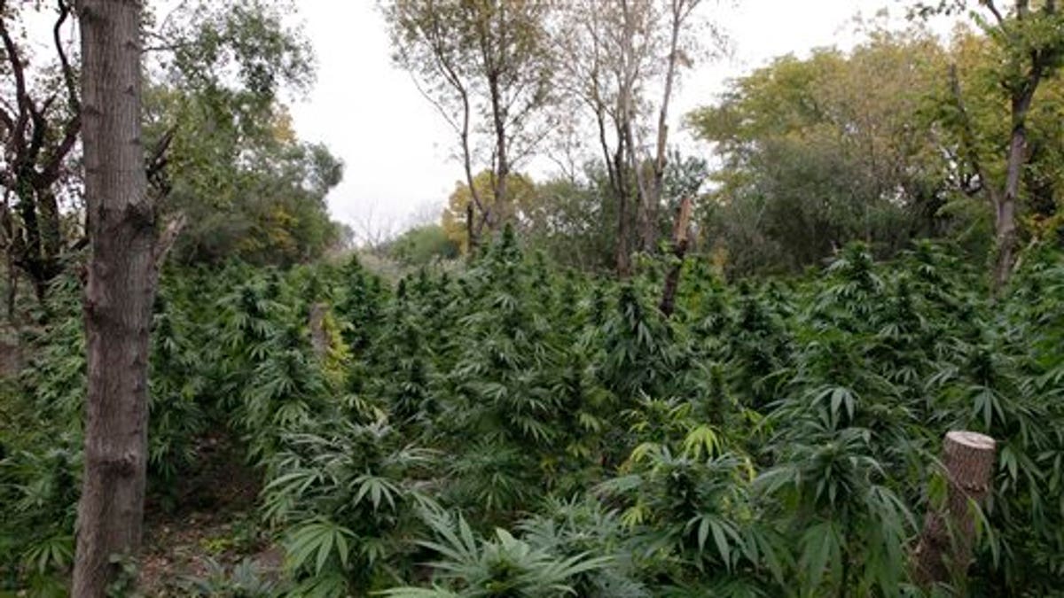 Chicago Marijuana Found