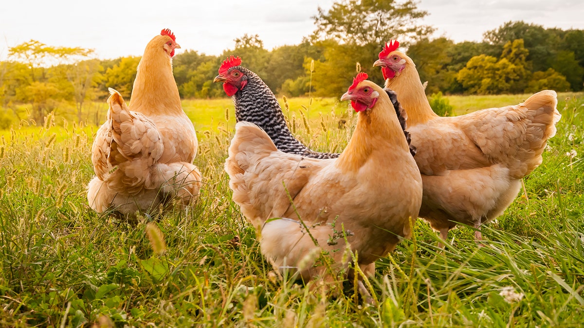 A flock of chickens in search of food late in the day