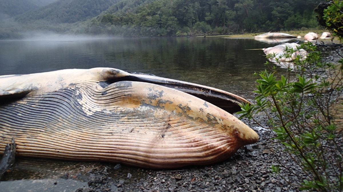 b86c28e1-APTOPIX Chile Beached Whales