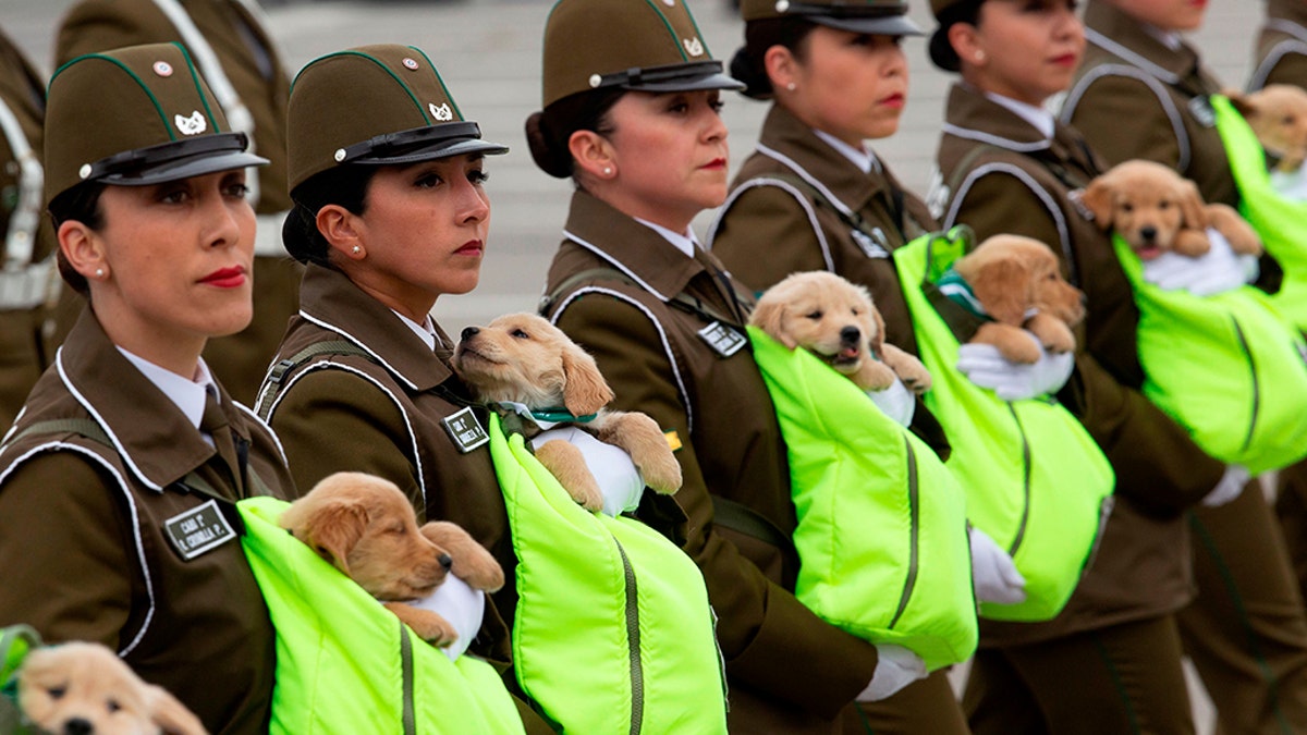 hilean female police officers march with puppies, future police dogs, during the celebration parade of Chile's 208th Independence anniversary. Getty