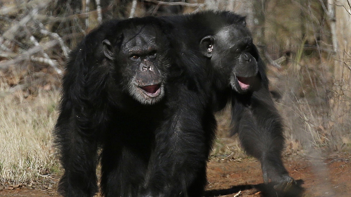 Chimp Research