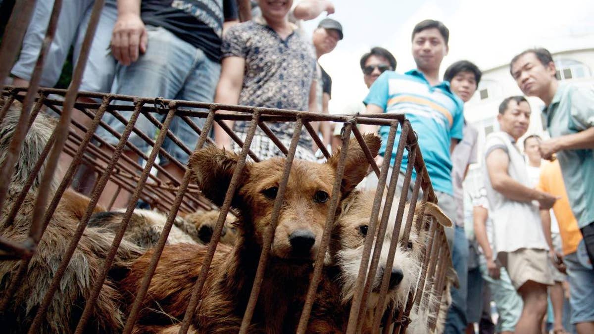 In this Sunday, June 21, 2015 photo, dogs in cages are sold by vendors at a market during a dog meat festival in Yulin in south China's Guangxi Zhuang Autonomous Region. Restaurateurs in a southern Chinese town are holding an annual dog meat festival despite international criticism. (Chinatopix via AP) CHINA OUT