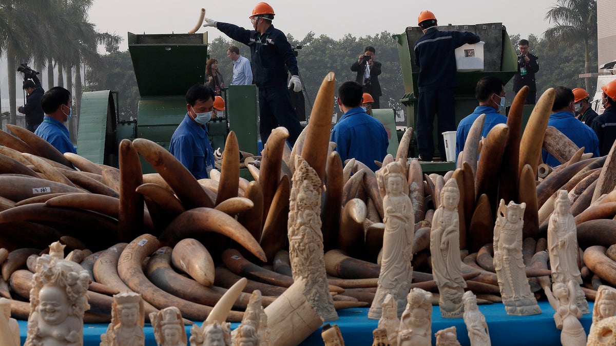 China Ivory Destruction