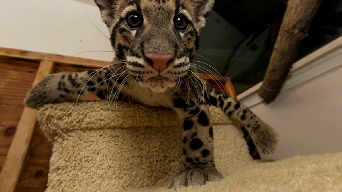 Clouded Leopard Cub Debuts at San Diego Zoo