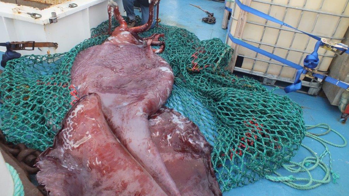 New Zealand Colossal Squid