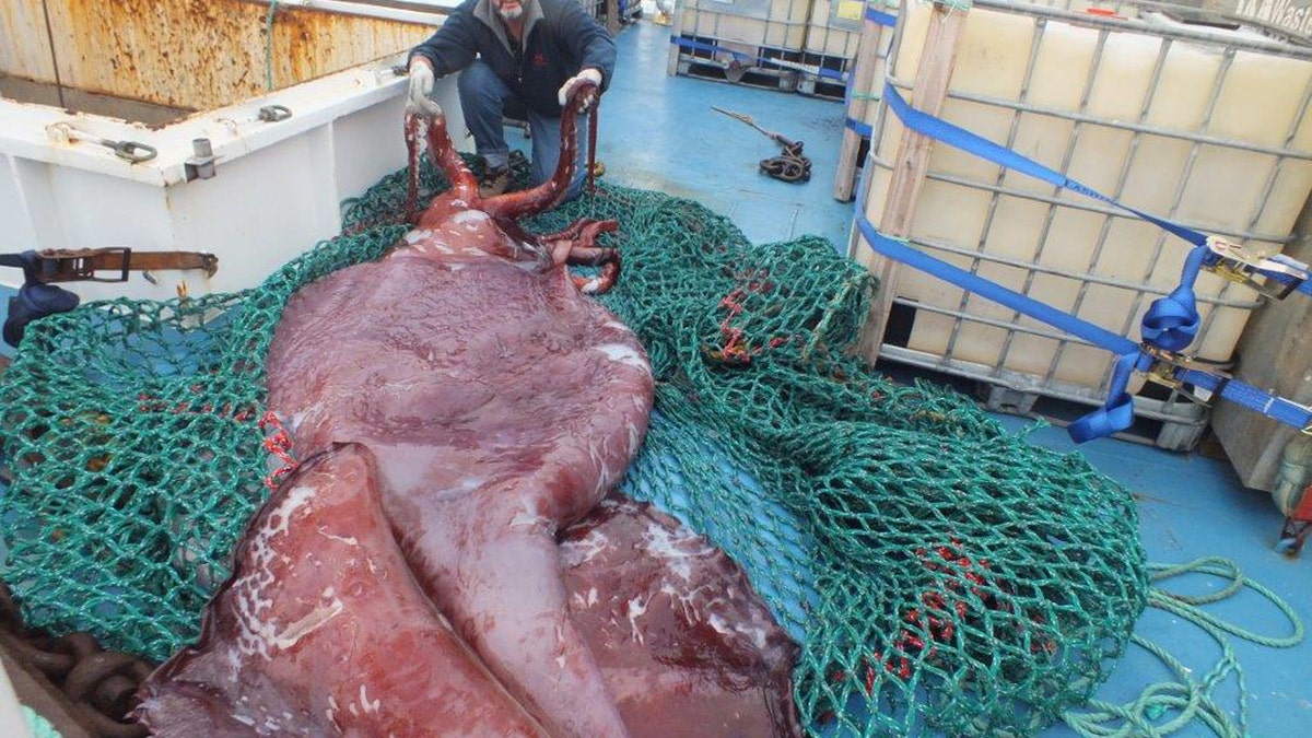 New Zealand Colossal Squid