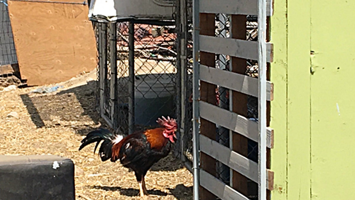 Authorities Seize 7,000 Birds In LA County Cockfighting Raid | Fox News