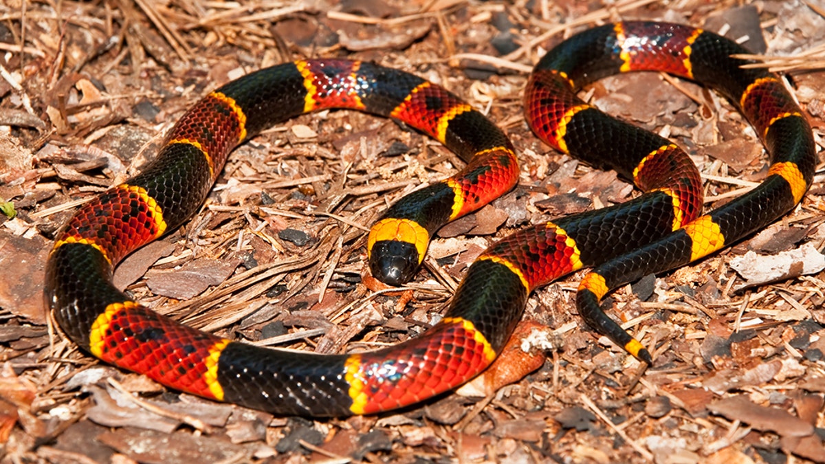 A close up of an Eastern Coral Snake