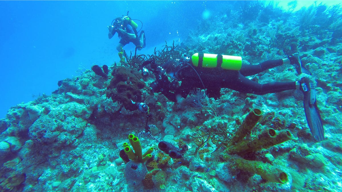 Scuba diving is a bucket list vacation for many travelers