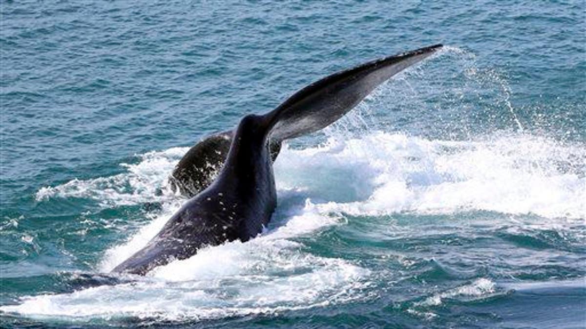 Australia Southern Right Whale
