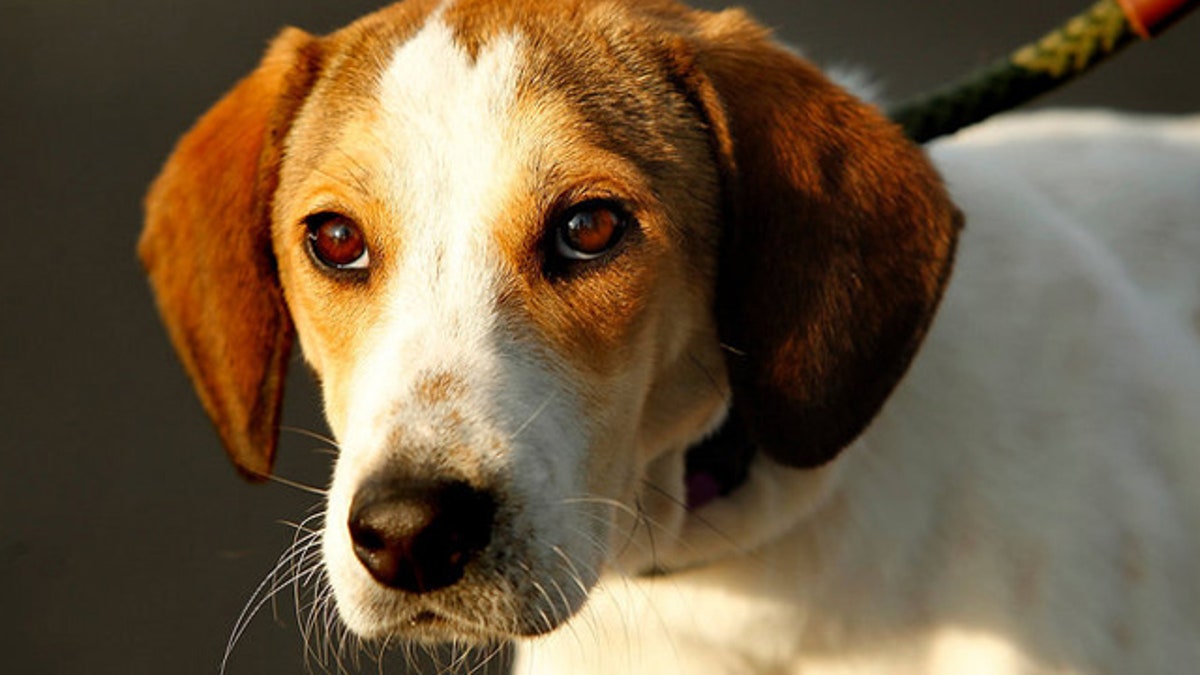 Lone star beagle store rescue