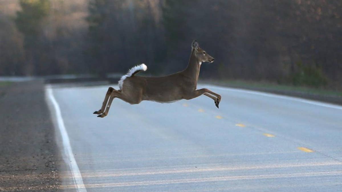 A deer runs across the road, Wednesday, May 6, 2015 in Kinross Charter Township, Mich. Harsh winters the past few years have decimated deer herds across the Upper Midwest. In Michigan’s Upper Peninsula, where the annual fall deer hunt is a way of life, the population has dropped as much as 40 percent after two bitterly cold and snowy winters. The state’s Natural Resources Commission will discuss the situation Thursday during its monthly meeting in Lansing. A memo prepared by the Department of Natural Resources lists six options, including canceling this year’s U.P. deer hunting season. (AP Photo/Carlos Osorio)