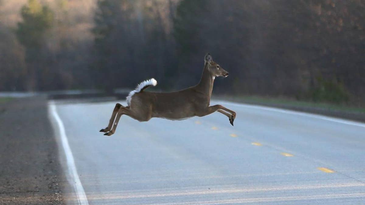 A deer runs across the road, Wednesday, May 6, 2015 in Kinross Charter Township, Mich. Harsh winters the past few years have decimated deer herds across the Upper Midwest. In Michigan’s Upper Peninsula, where the annual fall deer hunt is a way of life, the population has dropped as much as 40 percent after two bitterly cold and snowy winters. The state’s Natural Resources Commission will discuss the situation Thursday during its monthly meeting in Lansing. A memo prepared by the Department of Natural Resources lists six options, including canceling this year’s U.P. deer hunting season. (AP Photo/Carlos Osorio)