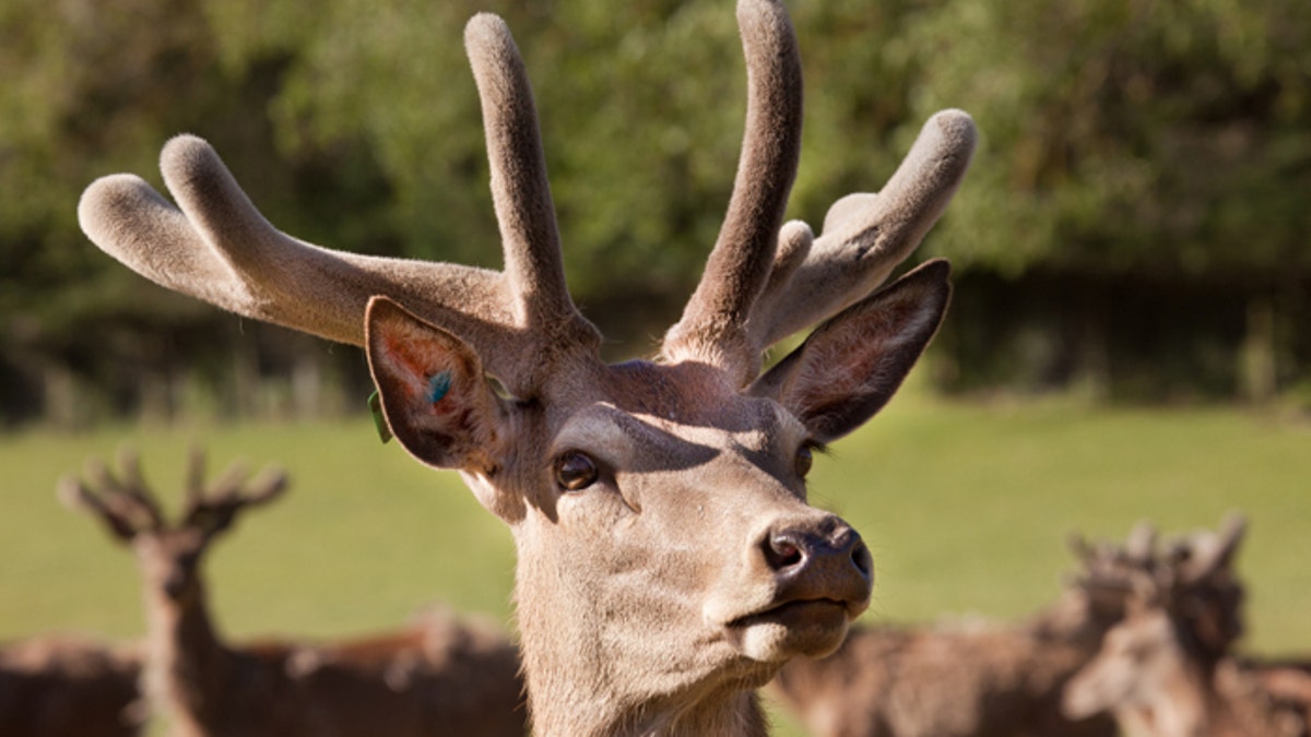 Deer antlers deals velvet