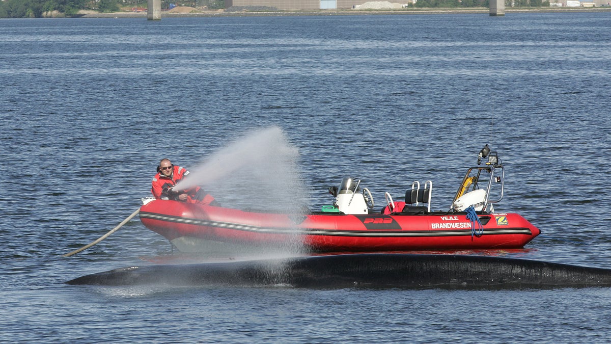 Denmark Stranded Whale