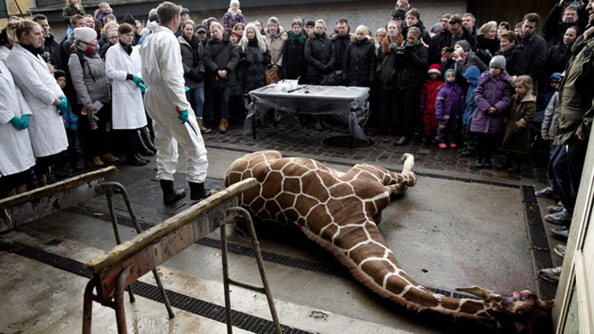 Denmark Zoo Kills Giraffe